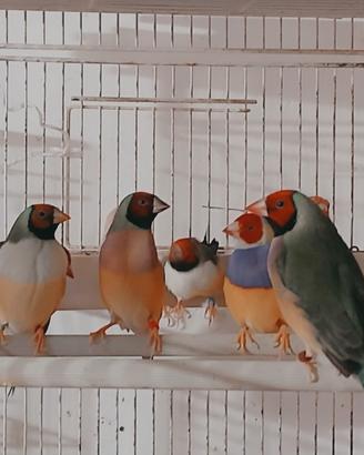 Diamanti di gould