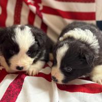 Cuccioli di Border collie