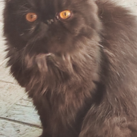 Gatte persiane Ipertipiche