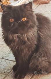 Gatte persiane Ipertipiche