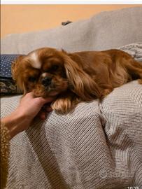 Cavalier king