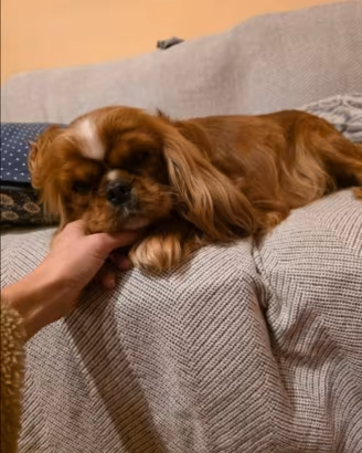 Cavalier king