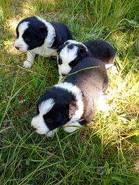 Cuccioli di border collie