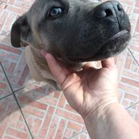 Cuccioli cane corso Formentino