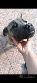 Cuccioli cane corso Formentino