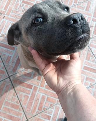 Cuccioli cane corso Formentino