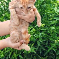 Rouge gattino 3 mesi
