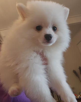 Cuccioli Volpino Italiano con Pedigree Enci