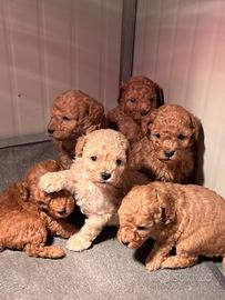 Cuccioli di barboncino toy