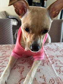 Cagnolina