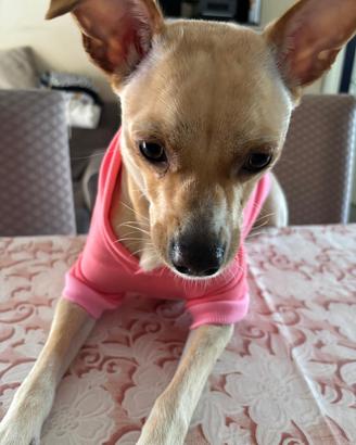 Cagnolina