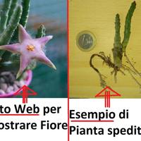 Stapelia Divaricata + Omaggio Pianta Grassa