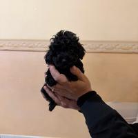 Barboncini Mini Toy black