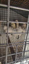 Pulcini moroseta silkie