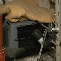 trasportino per cani taglia media 