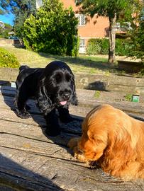 Cucciola nera cocker spaniel pedigree enci