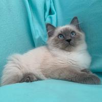 Gattino Sacro di Birmania mix