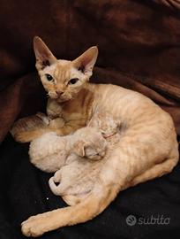 Cuccioli devon rex. Allevamento certificato