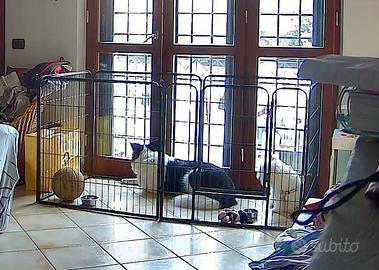 recinto per cani