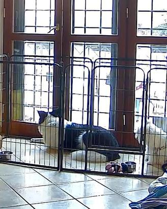 recinto per cani