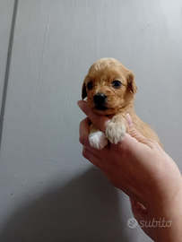 Mini cuccioli di maltipoo