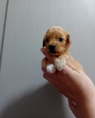 Mini cuccioli di maltipoo