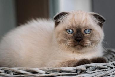 Gattini scottish fold