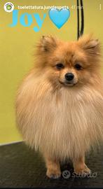 Spitz nano