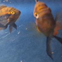 Ciclidi coppia Herotilapia multispinosa