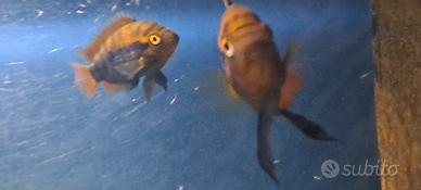 Ciclidi coppia Herotilapia multispinosa