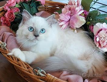 Ragdoll blue mitted
