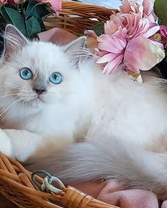 Ragdoll blue mitted