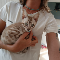 Gatto del bengala