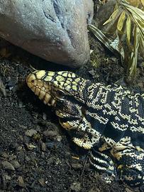 Tegu marinae