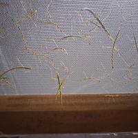 Insetti stecco uova/neanidi