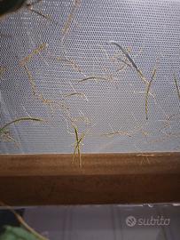 Insetti stecco uova/neanidi