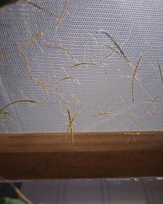 Insetti stecco uova/neanidi