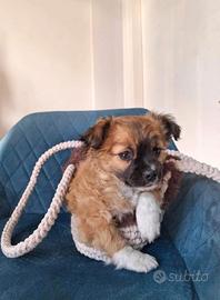 Chihuahua a pelo lungo