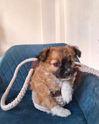 Chihuahua a pelo lungo