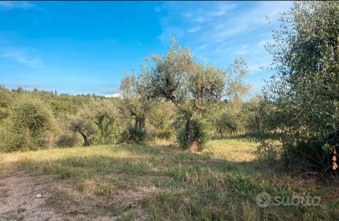 TERRENO AGRICOLO OLIVETA SANTA BRIGIDA - Vista 4