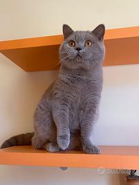 British shorthair per monta