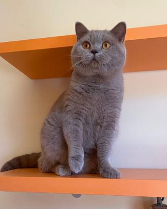 British shorthair per monta