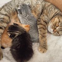 Gattini- madre Scottish Fold