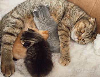 Gattini- madre Scottish Fold