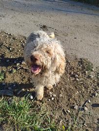 Lagotto in adozione