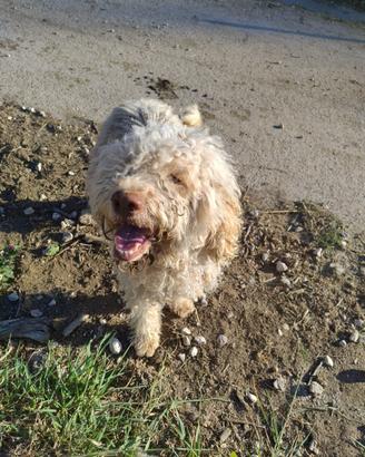 Lagotto in adozione