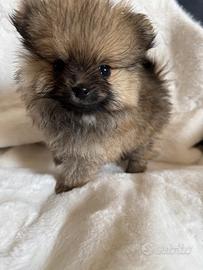 spitz di pomerania