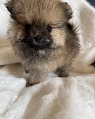 spitz di pomerania
