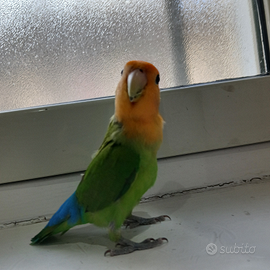Pappagalli allevati a mano novelli 2025