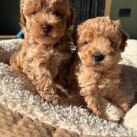 Barboncino toy maschio